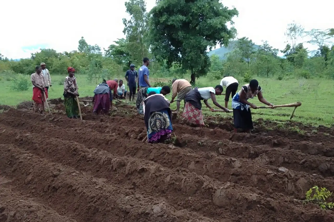 Boosting Agricultural Growth: AID-I's Kasungu Mega Demonstration Initiatives