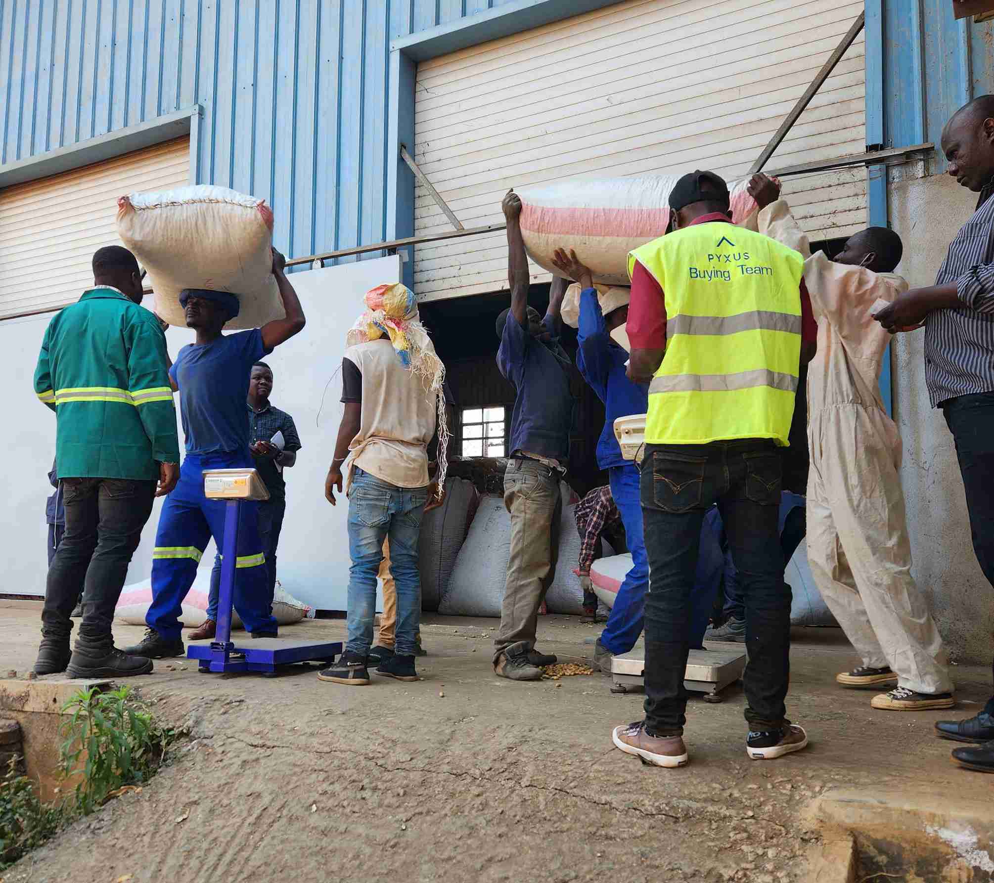 Pyxus buying groundnut grain from AISL.