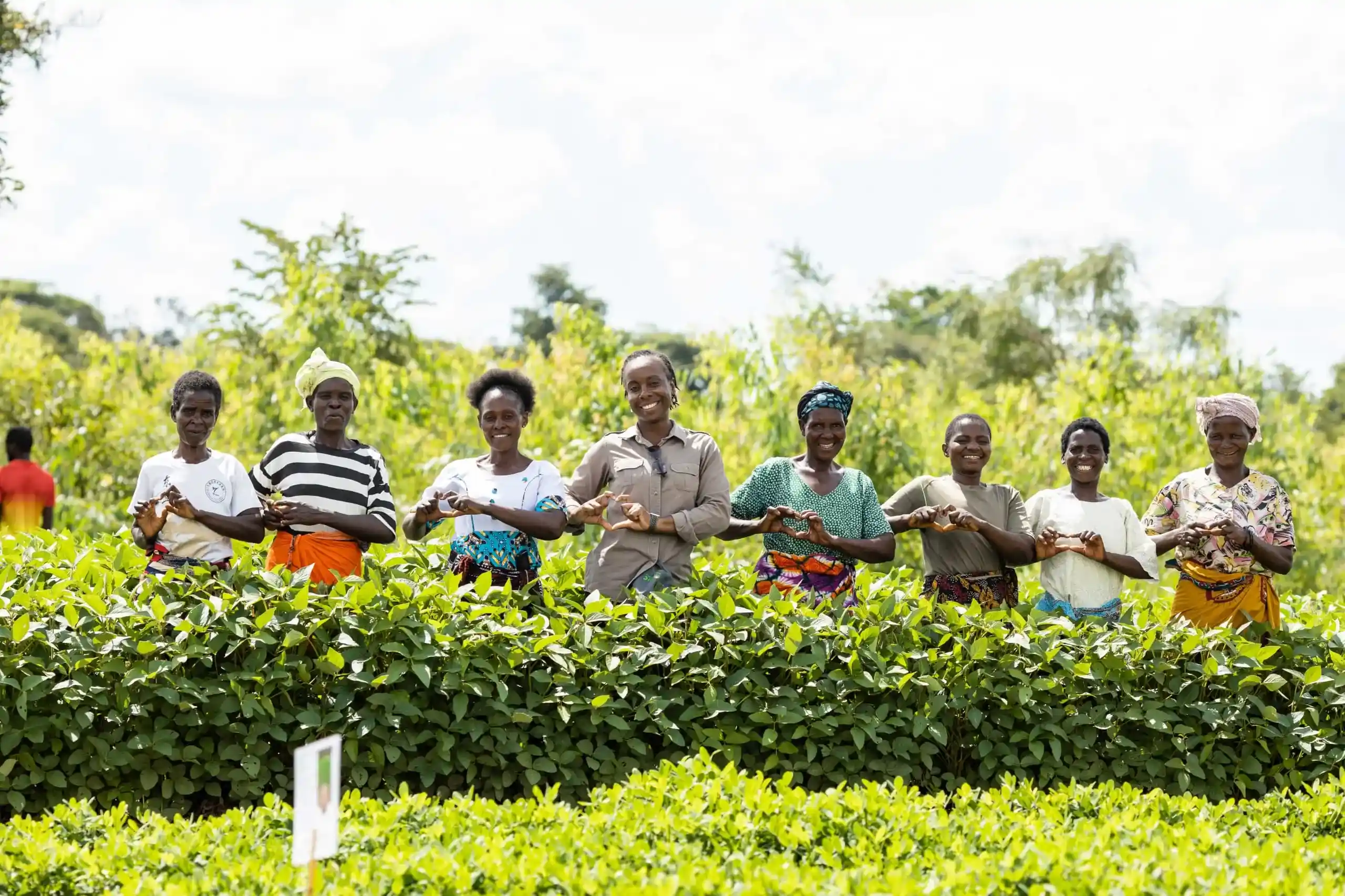 Promoting Good Agricultural Practices (GAP) in Kasungu